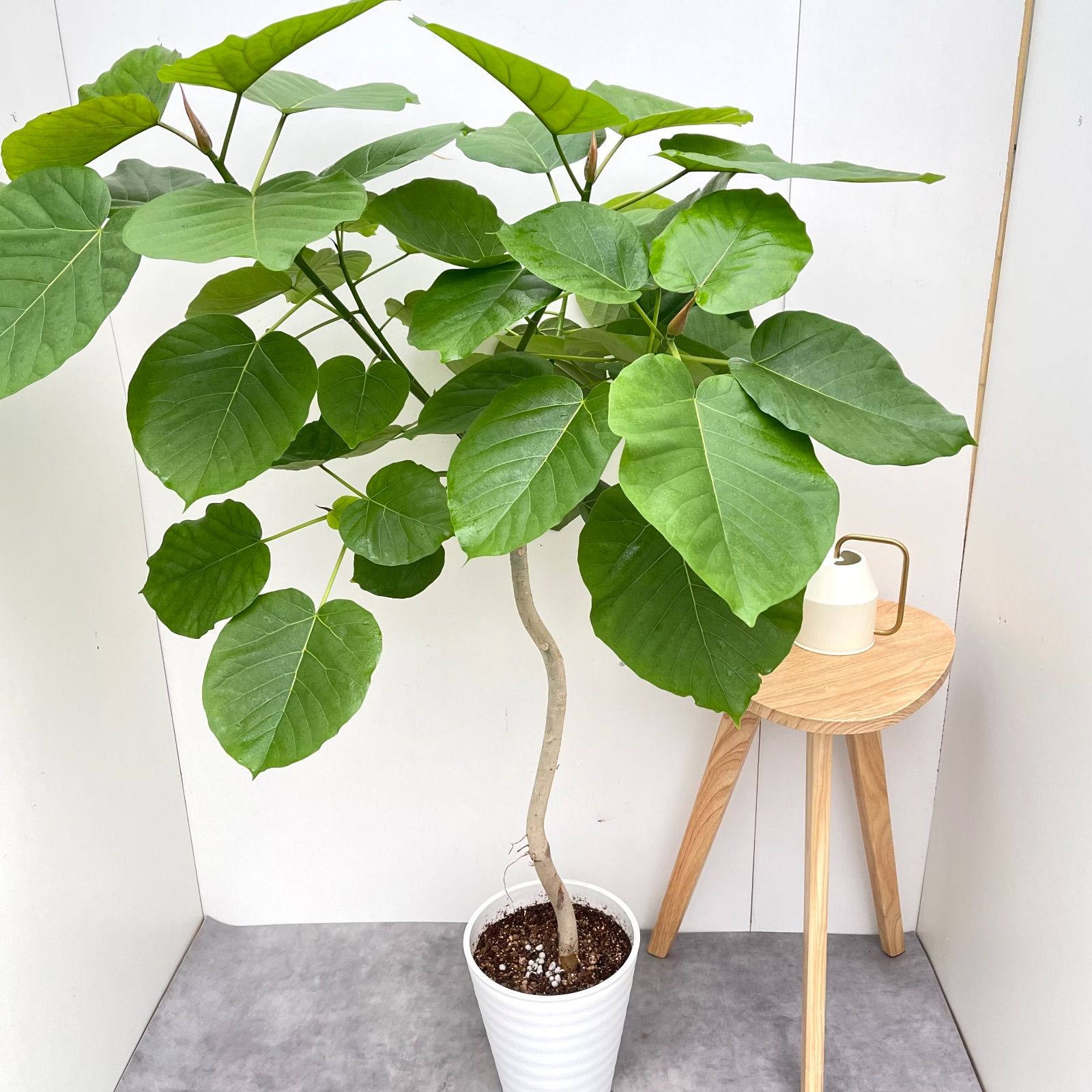 フィカス ウンベラータ 曲がり 18 現品 観葉植物 室内 大型