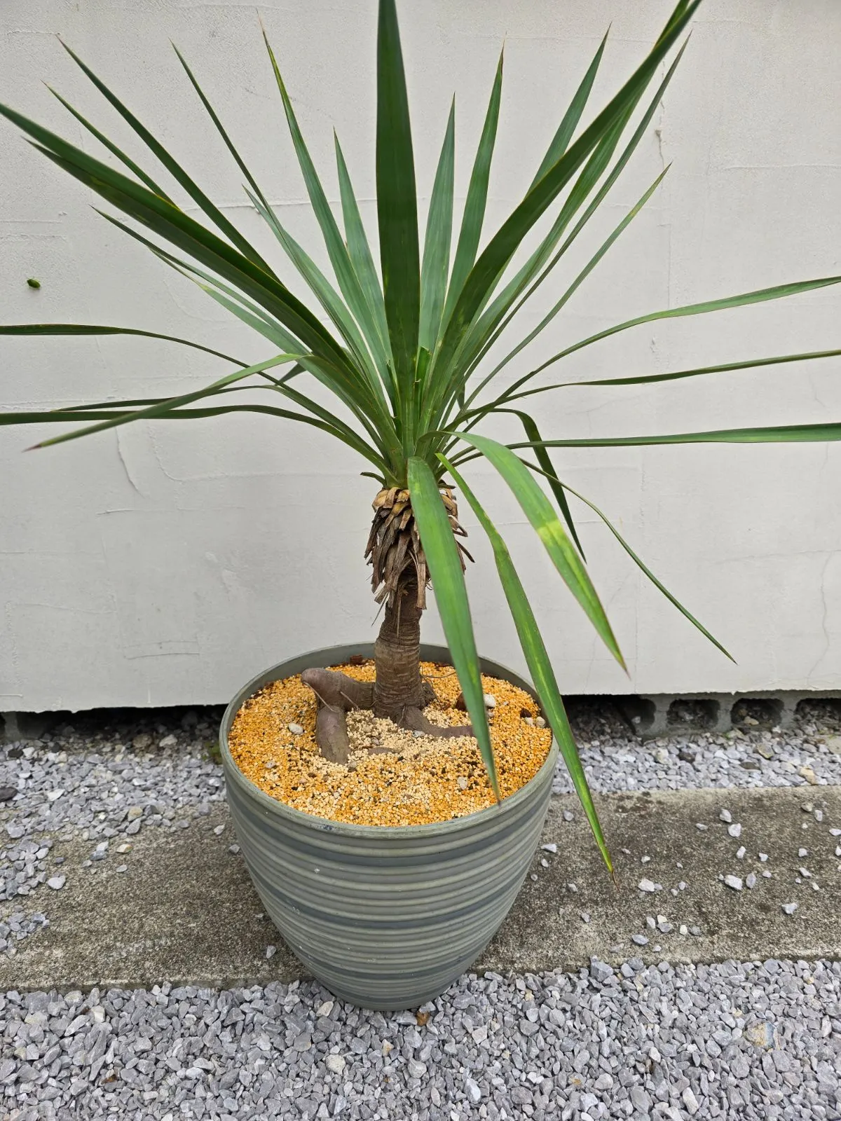 ユッカ　グロリオサ　い ユッカ・グロリオサ Yucca gloriosa 【公式通販】