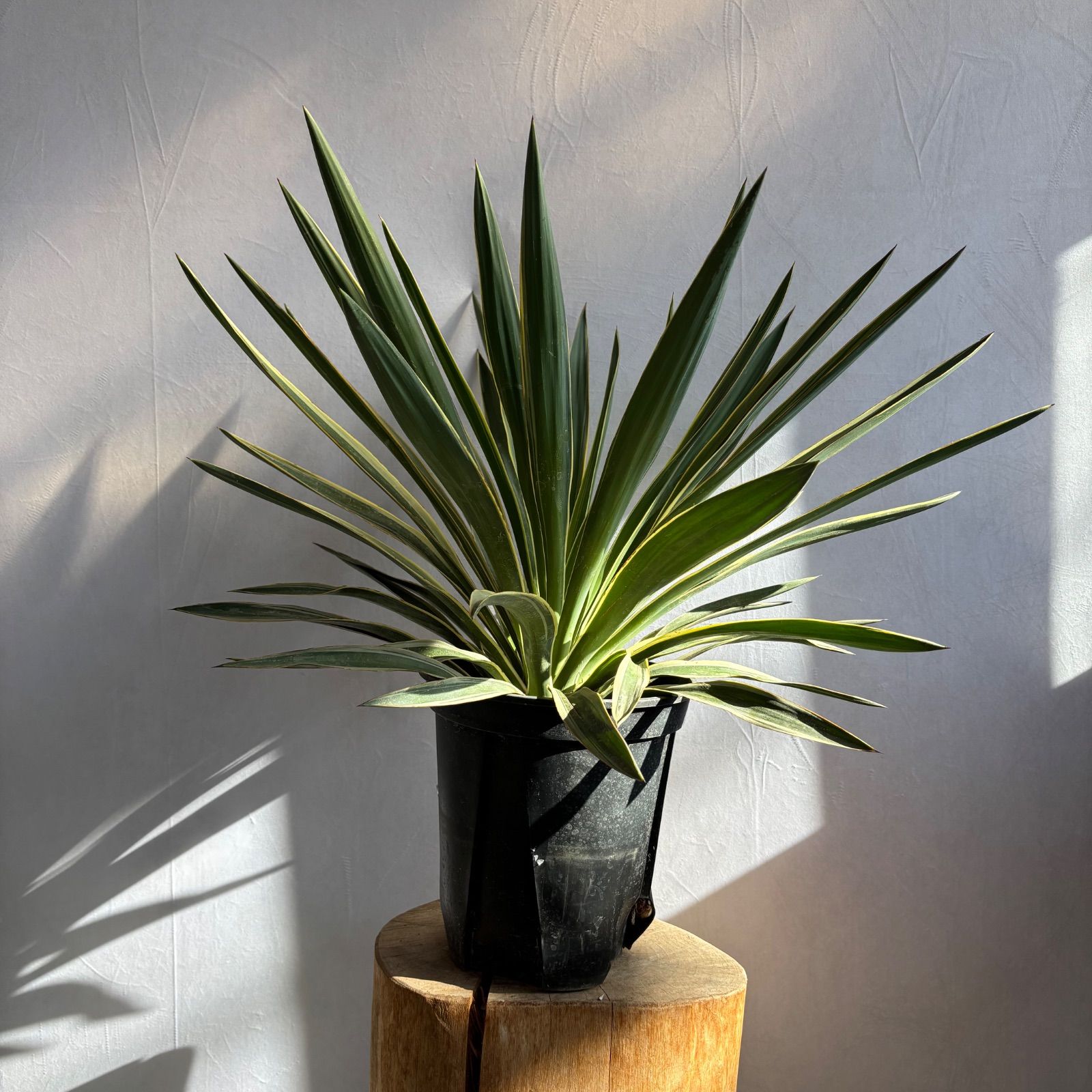 ユッカ グロリオサ バリエガータ 美株 ドライガーデン