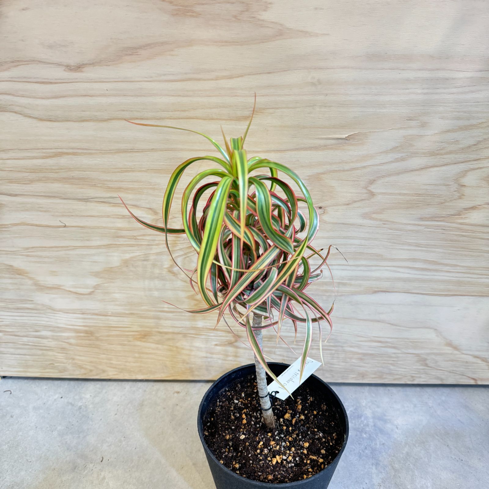 ❤︎専用❤︎ ドラセナ キュンティ ❤︎専用❤︎ ドラセナ キュンティ 2025年最新】ドラセナ キュンティの