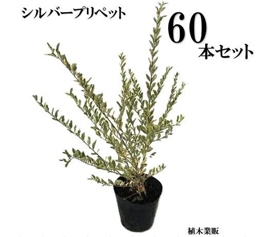 60本セット シルバープリペット樹高0.4m前後15cmポット