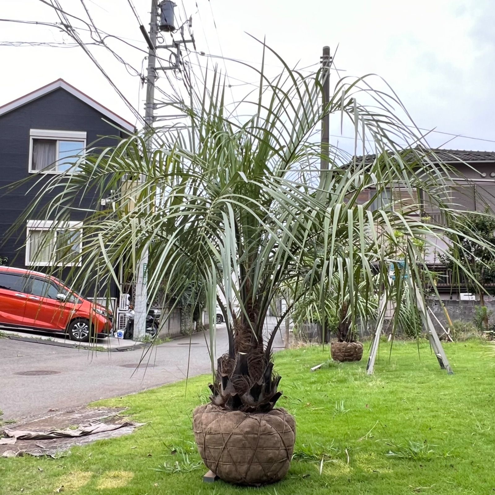 極太幹】ココスヤシ - メルカリ