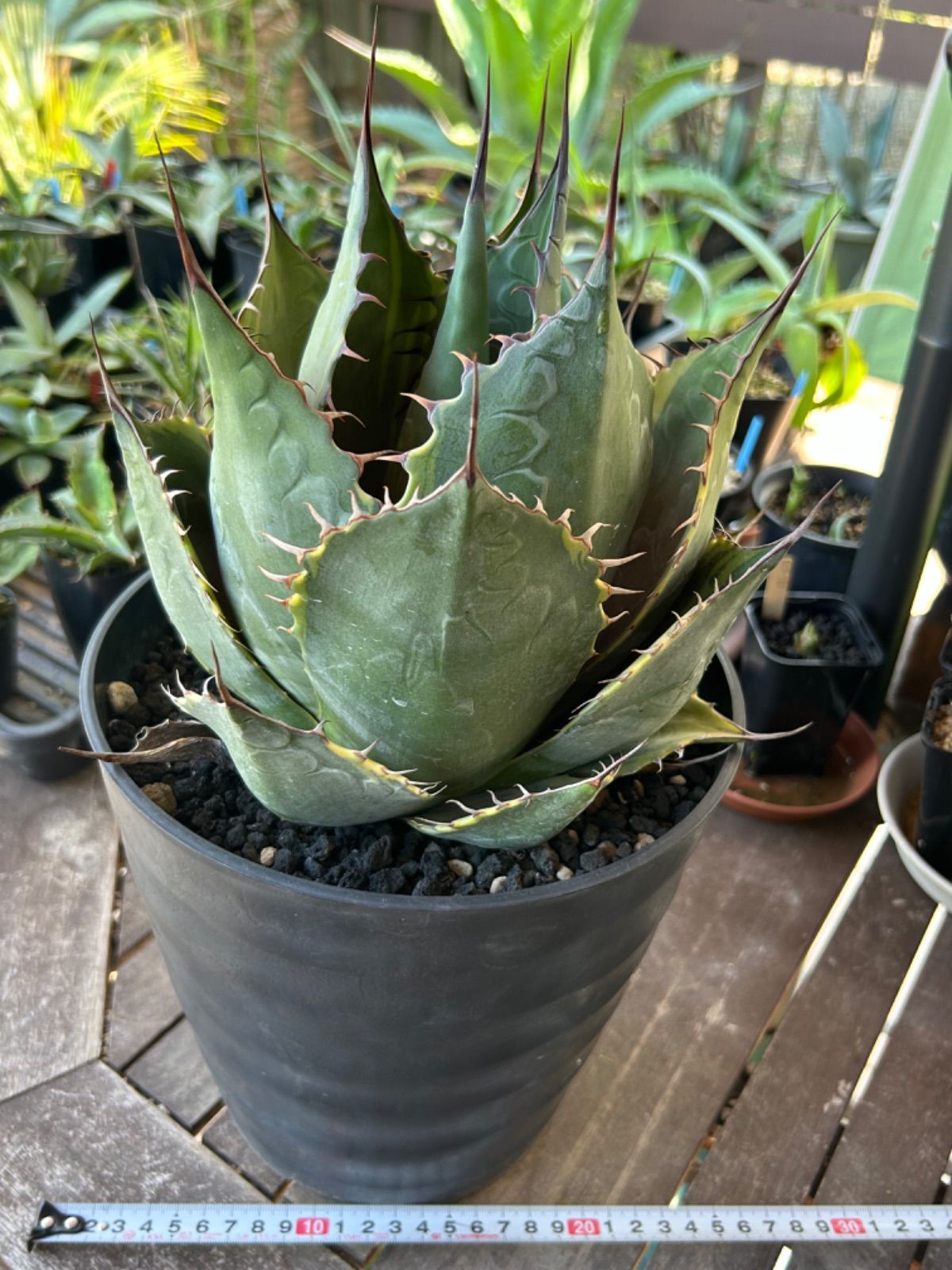 No.544 ❁アイススピリッツ❁ 苗 多肉植物 寄せ植え No.544 ❁アイススピリッツ❁ 苗 多肉植物 寄せ植え