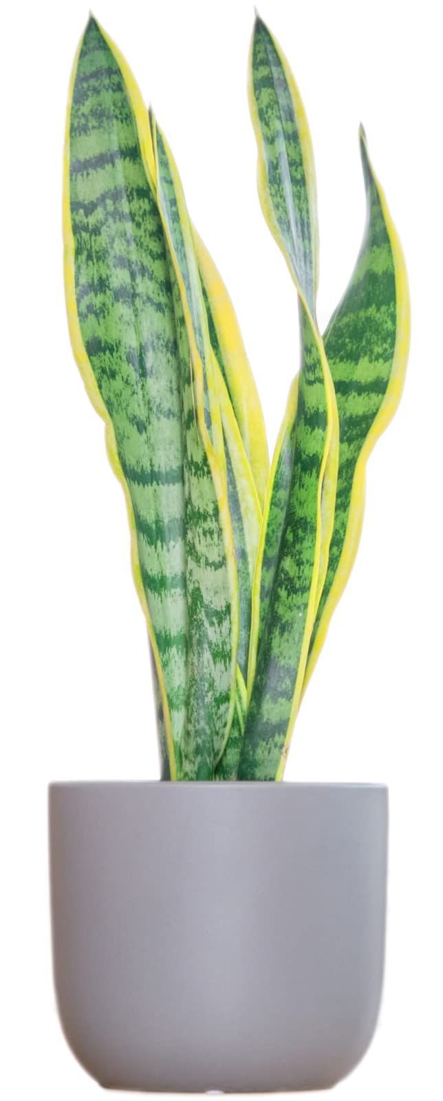 モンステラ タイコンステレーション 斑入り 6号鉢つき 幹立ち❗ 斑入り