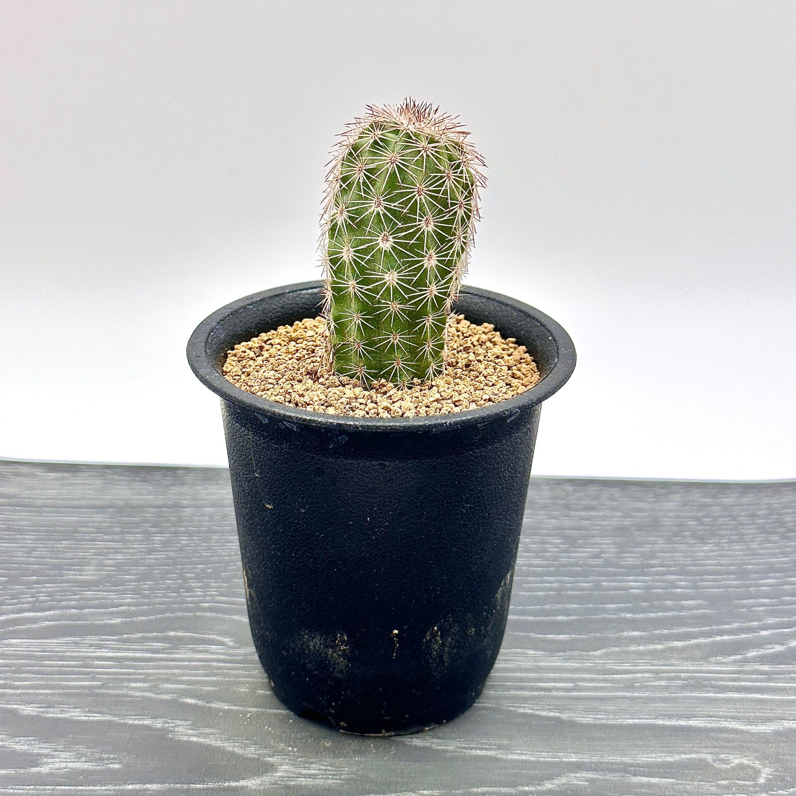 2連サボテン 楽天市場】観葉植物 脳みそ サボテン ブレインカクタス 選べる種類 3.5