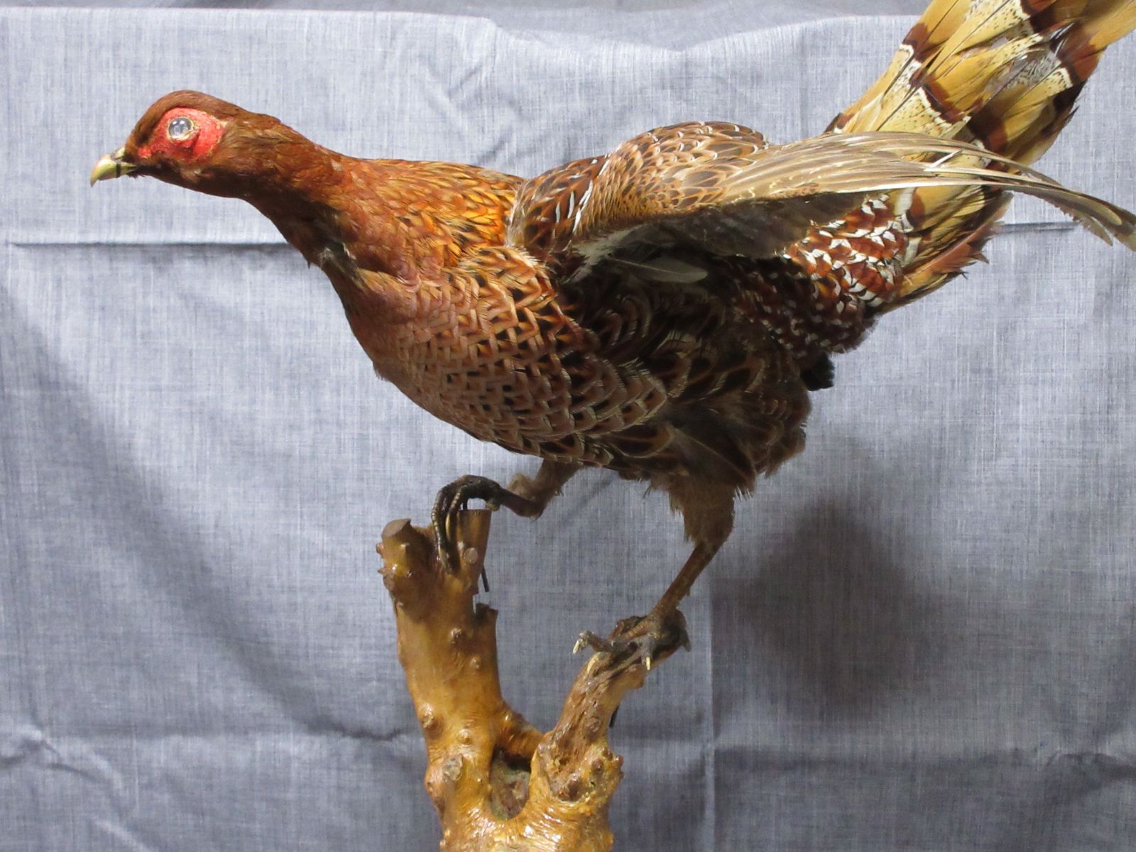 剥製】 はく製 ハクセイ 雉 キジ きじ アンティーク type-D - メルカリ