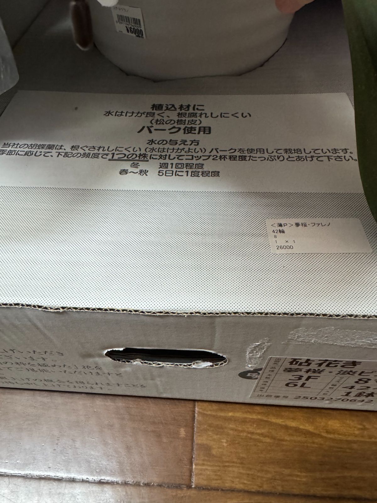 胡蝶蘭