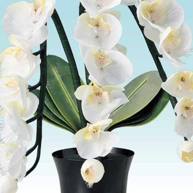 盆提灯 岐阜提灯 花タイプ グランドルミナスSTD 胡蝶蘭3本立 高さ48 cm P 26 23833 七色LED 電気コード式 初盆 新盆 お盆