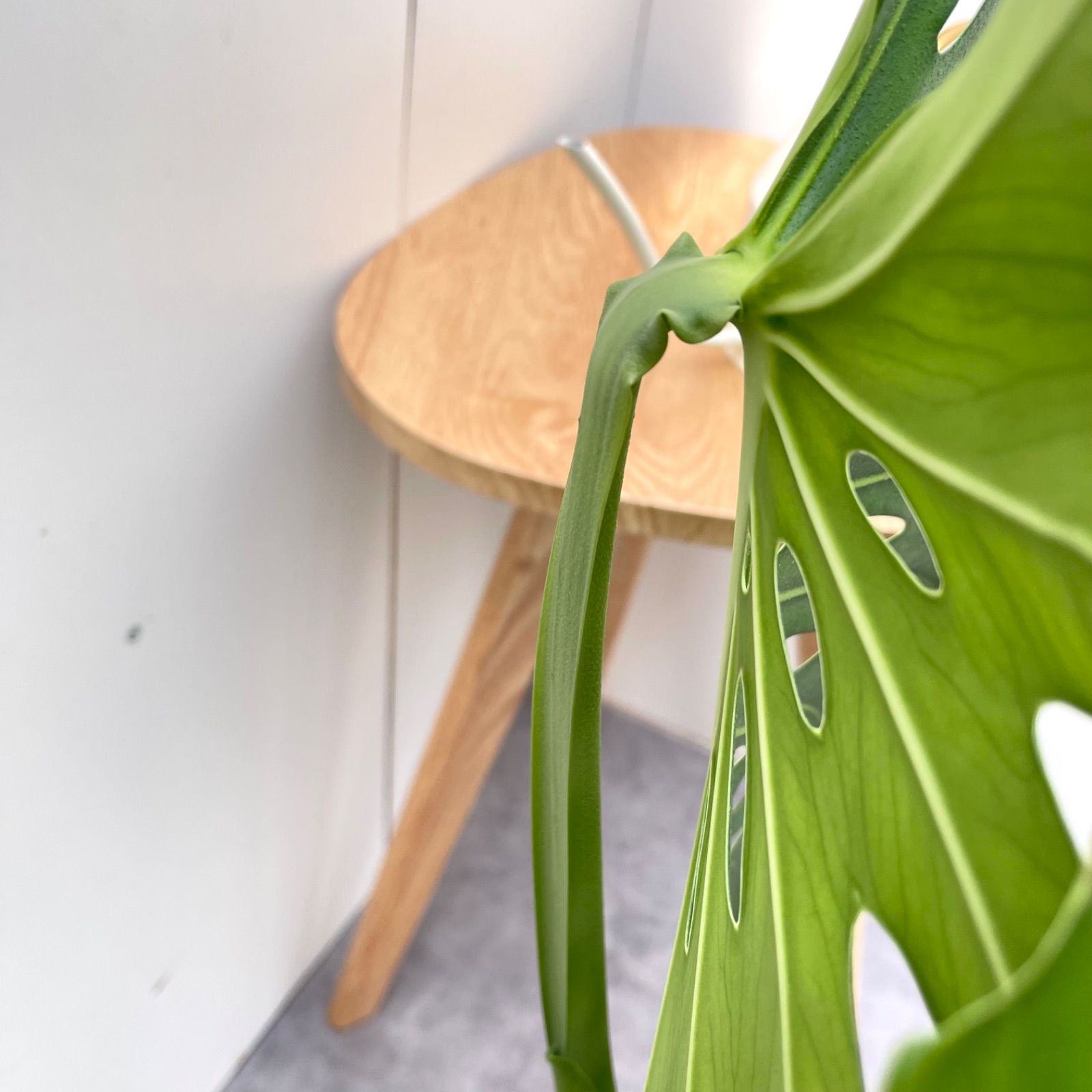 ［現品］【希少】63番　モンステラ　幹上がり　7号　観葉植物　室内　おすすめ 現品］【希少】63番 モンステラ 幹上がり 7号 観葉植物 室内