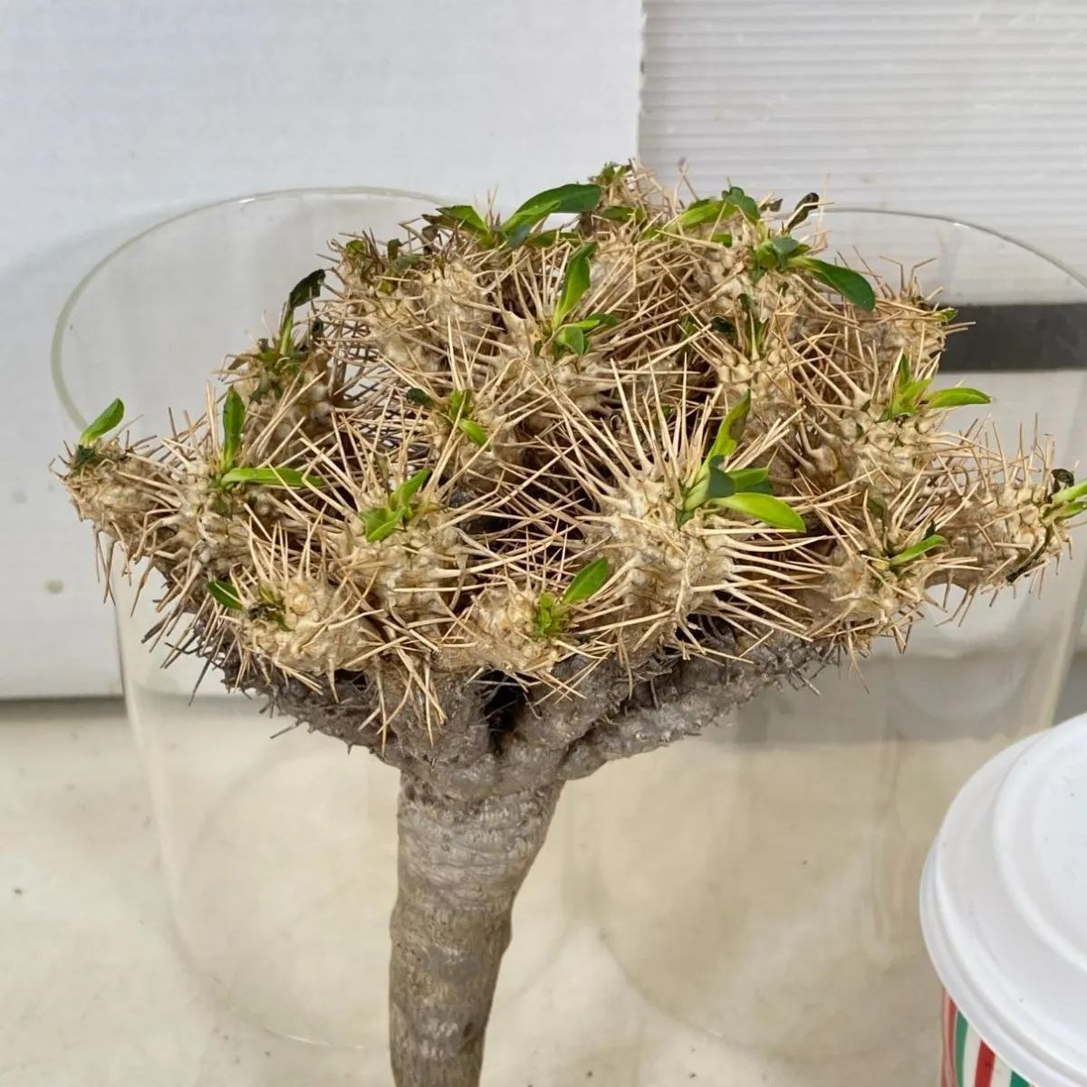 8065 「多肉植物」ユーフォルビア ギラウミニアナ 抜き苗【12/19最新到着・Euphorbia  guillauminiana・マダガスカル・塊根植物】 - メルカリ