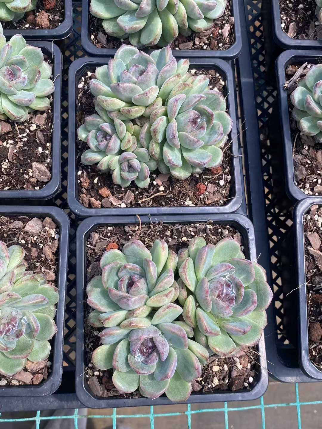 10抜き苗セット】フォレスト 多肉植物 佐川急便発送 エケベリア 韓国苗