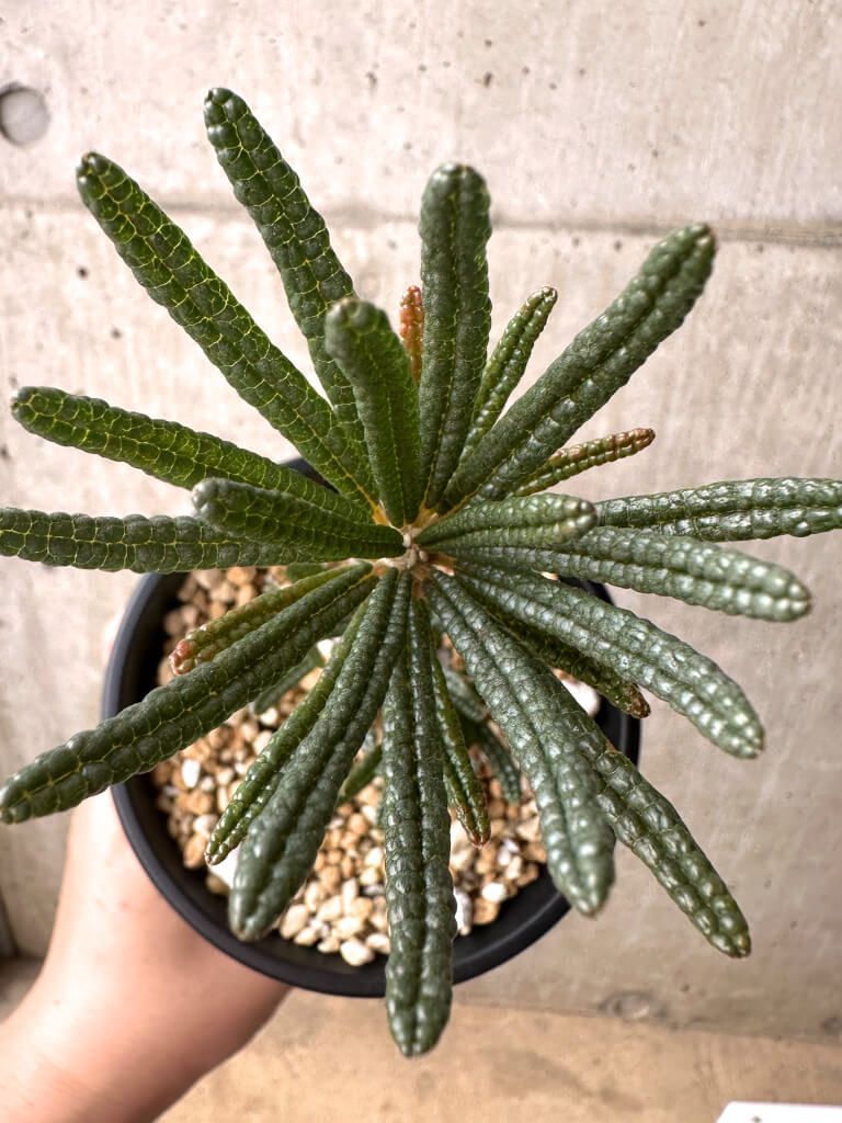 ドルステニア　ギガス　ブラータ　挿し木 現品限り】ドルステニア・ギガス ブラータ 挿し木 発根済み【U27