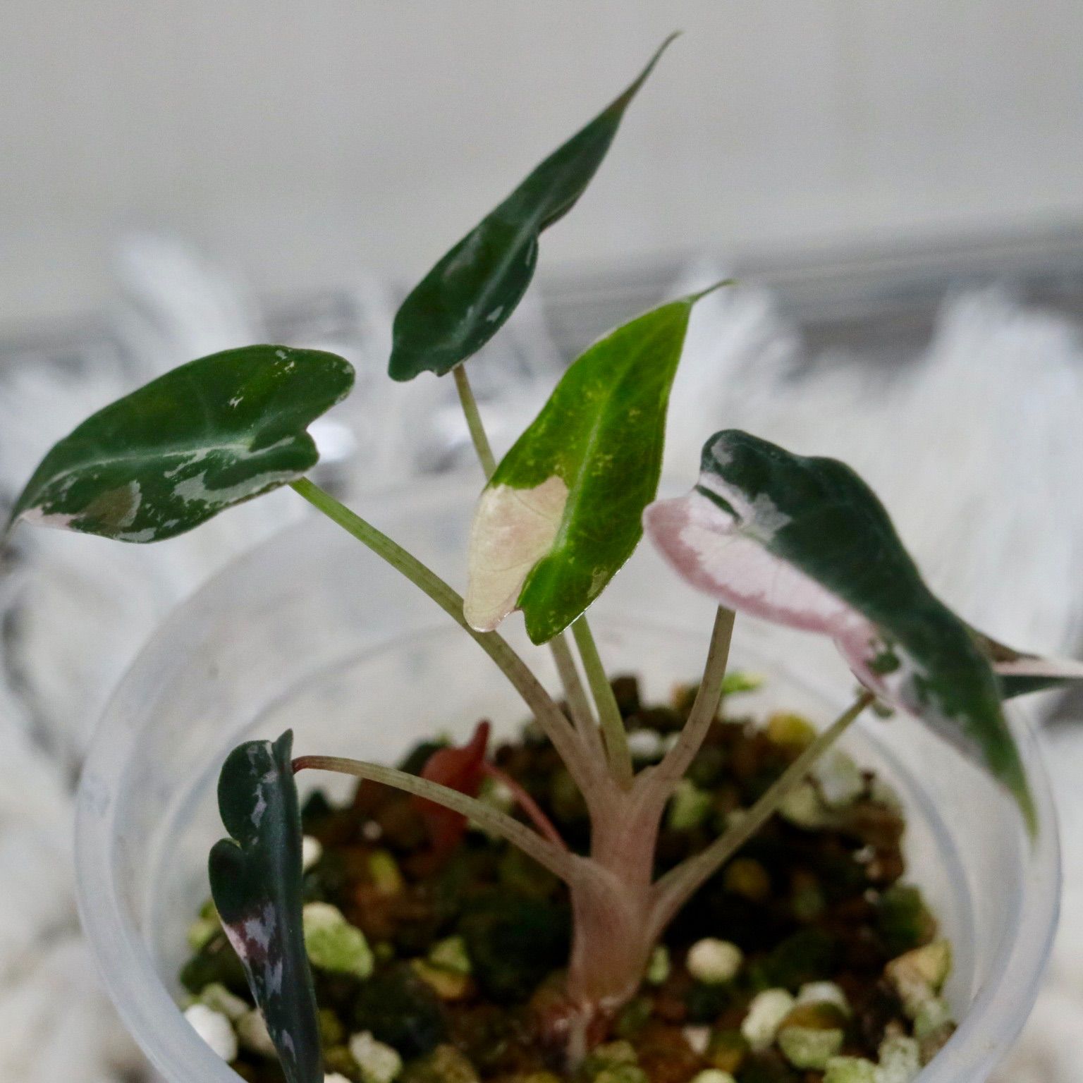 アロカシア バンビーノ ピンク斑入り Alocasia Bambino pink