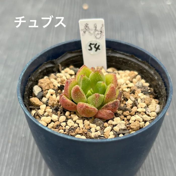 多肉植物 韓国苗 エケベリア チュプス チュブス】☆多肉植物☆エケベリア☆カット苗☆ - メルカリ