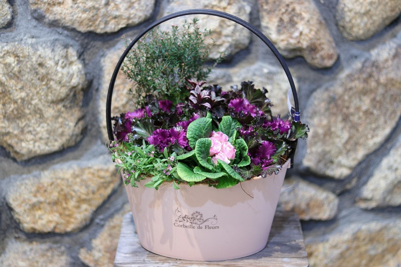 プロテア ネリーフォリア6号 楽天市場】2024年NEW 希少 プロテア 苗