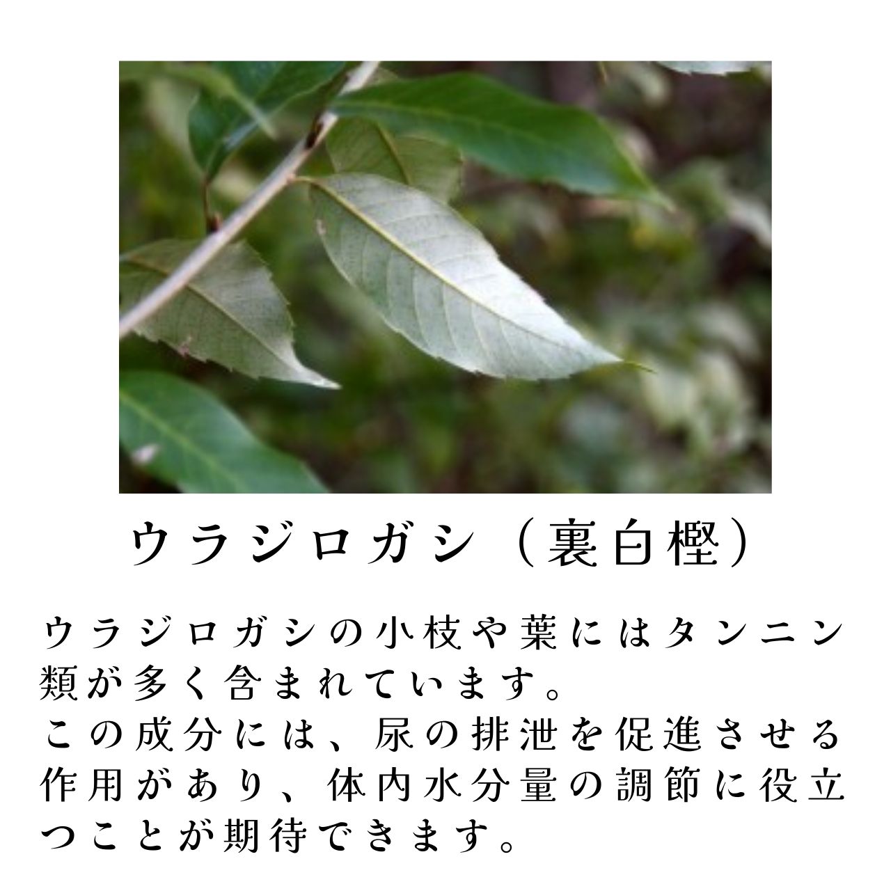 60粒