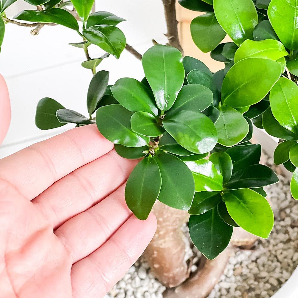 PLANCHU トップ 観葉植物 ガジュマル 太幹 7号樹脂鉢 ホワイト