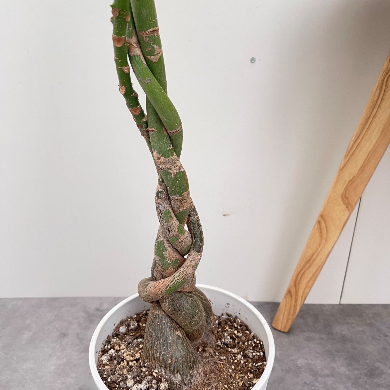 観葉植物 室内