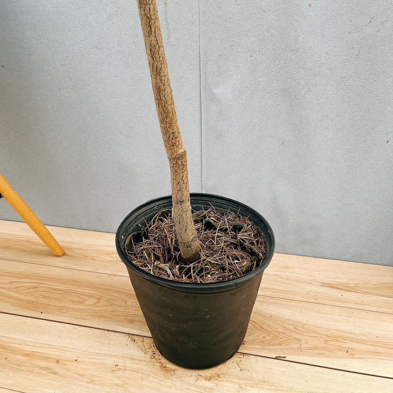 ［現品］※売約済※ 法人　割引　アカシア　フロリバンダ　8号　観葉植物　レア 在庫］ビッグサイズ！！ アカシア フロリバンダ 8号 観葉植物