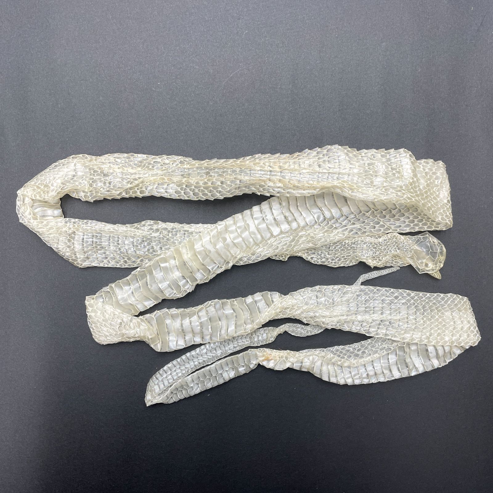 白蛇の抜け殻 約125cm 一本物 開運 縁起物 金運 ヘビの抜け殻 HC