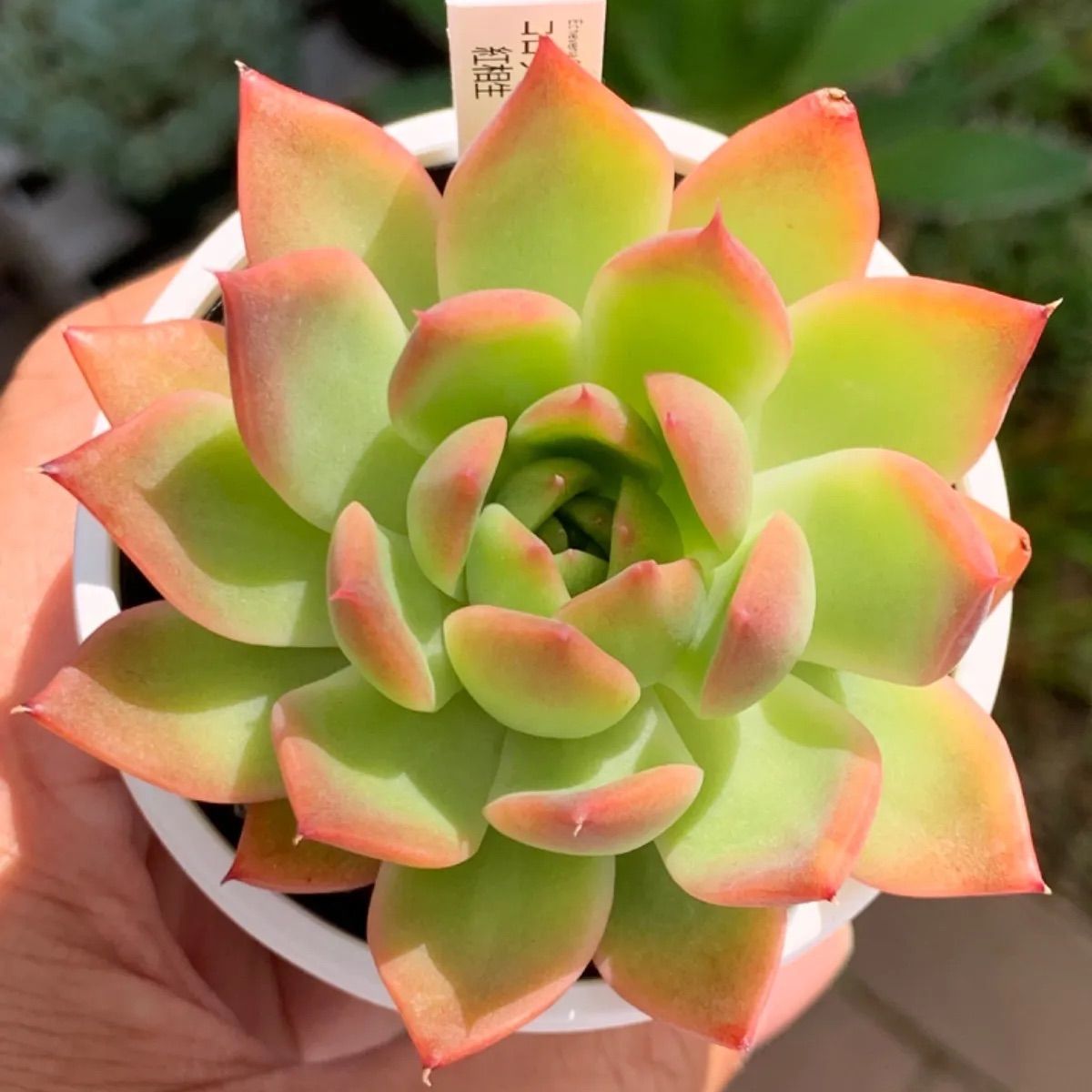 多肉植物　コロラータ　抜き苗 多肉植物 コロラータ×黒爪ザラゴーサ 抜き苗 - メルカリ