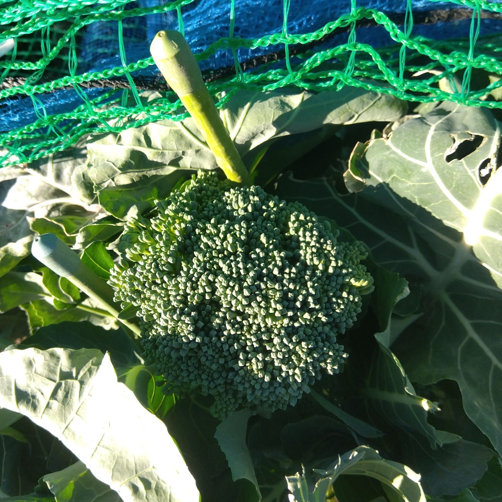 新鮮野菜詰合せ８０サイズ農薬、栽培期間中不使用 - 野菜