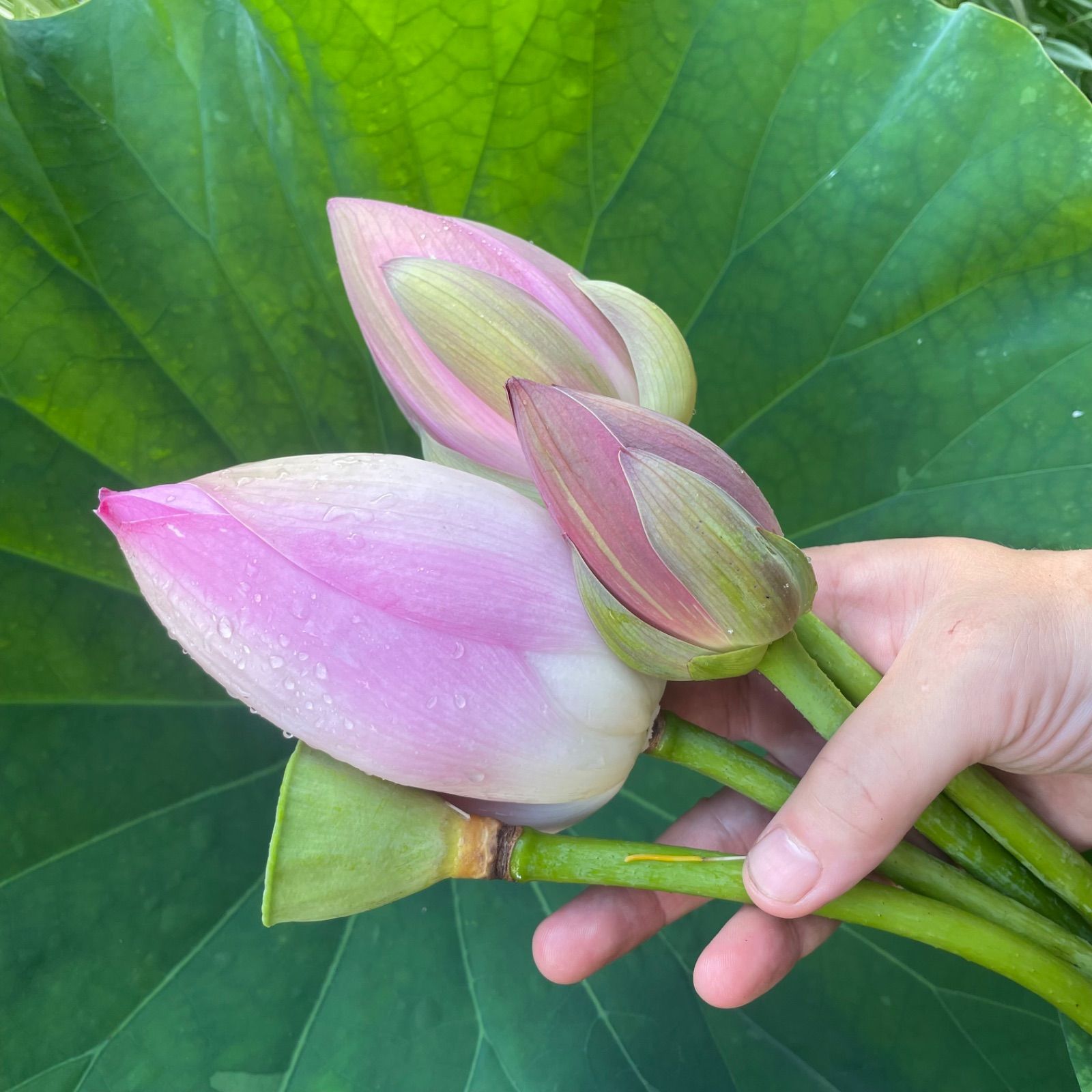 ハスの花 ベトナム式ミ二ブーケ 「大賀蓮」 - メルカリ