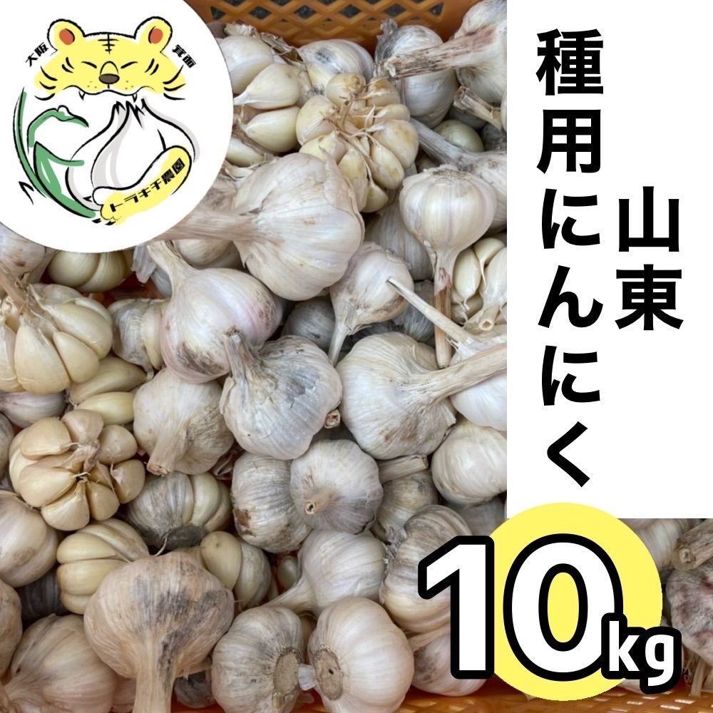 種にんにく 山東 10kg 種用ニンニク 大阪府産 2025年度 令和6年度