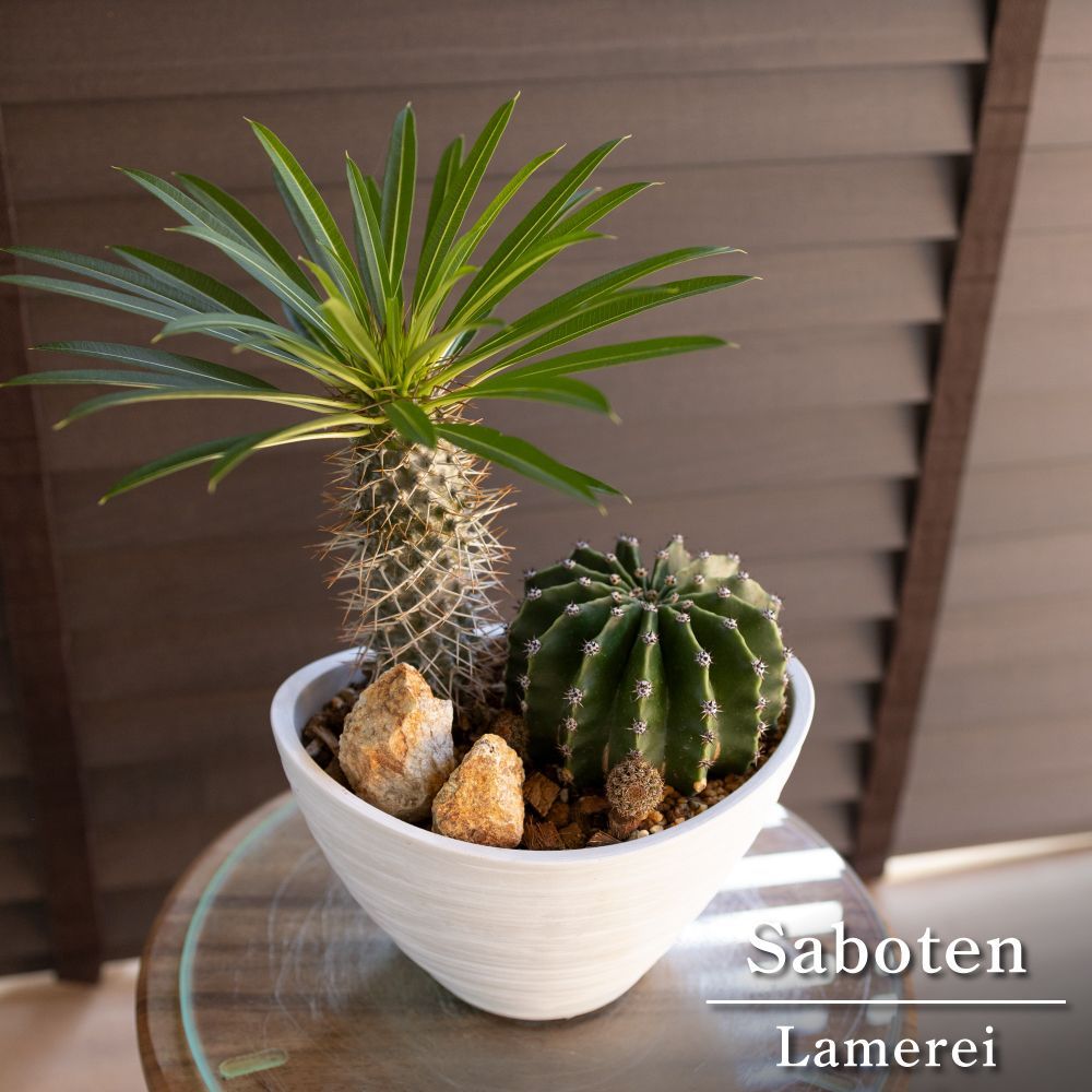 稀少【完備品】初代デジモン グレー/ペンデュラム ver.1 グレー