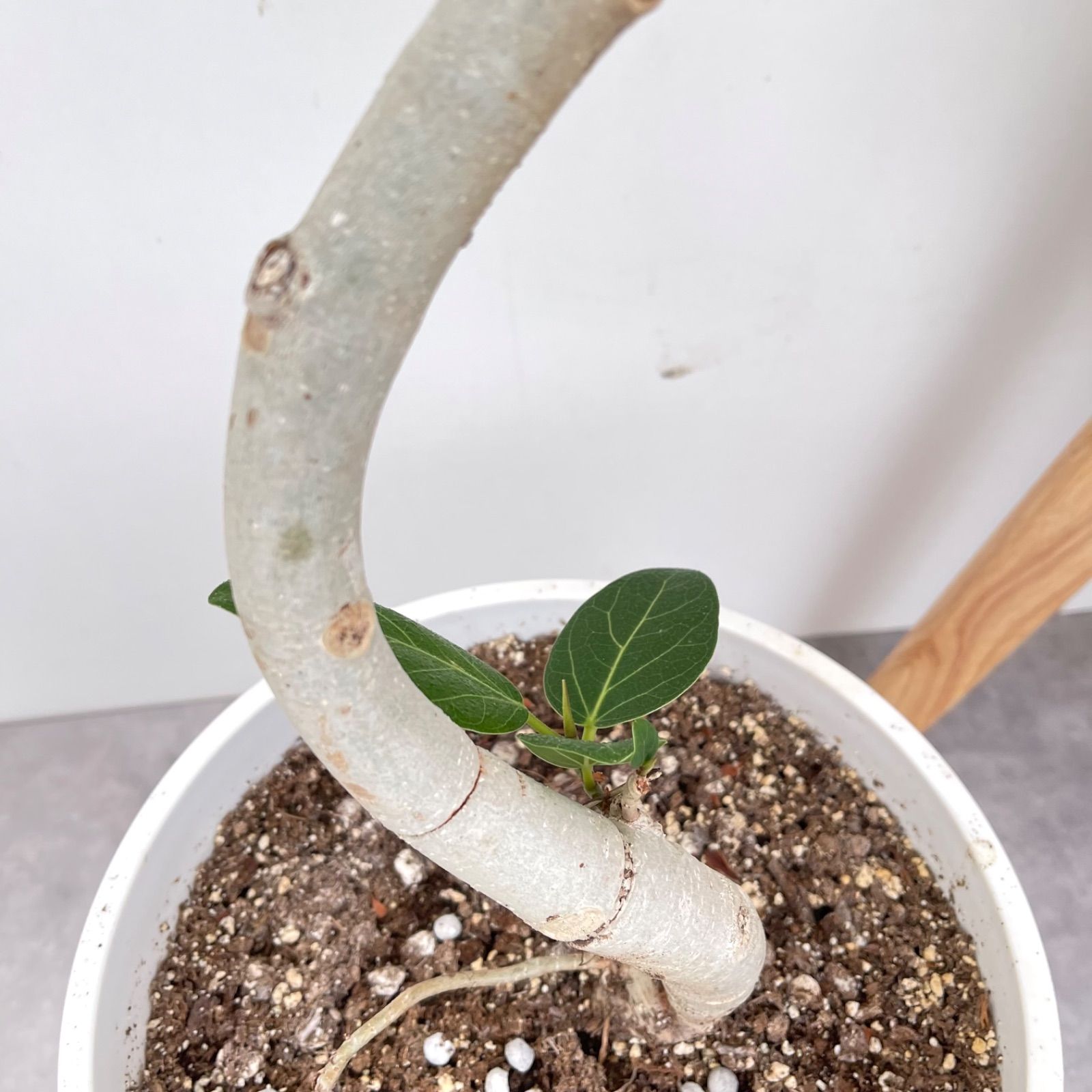 フィカス ベンガレンシス 曲がり 21【現品】観葉植物 大型 室内 現品 