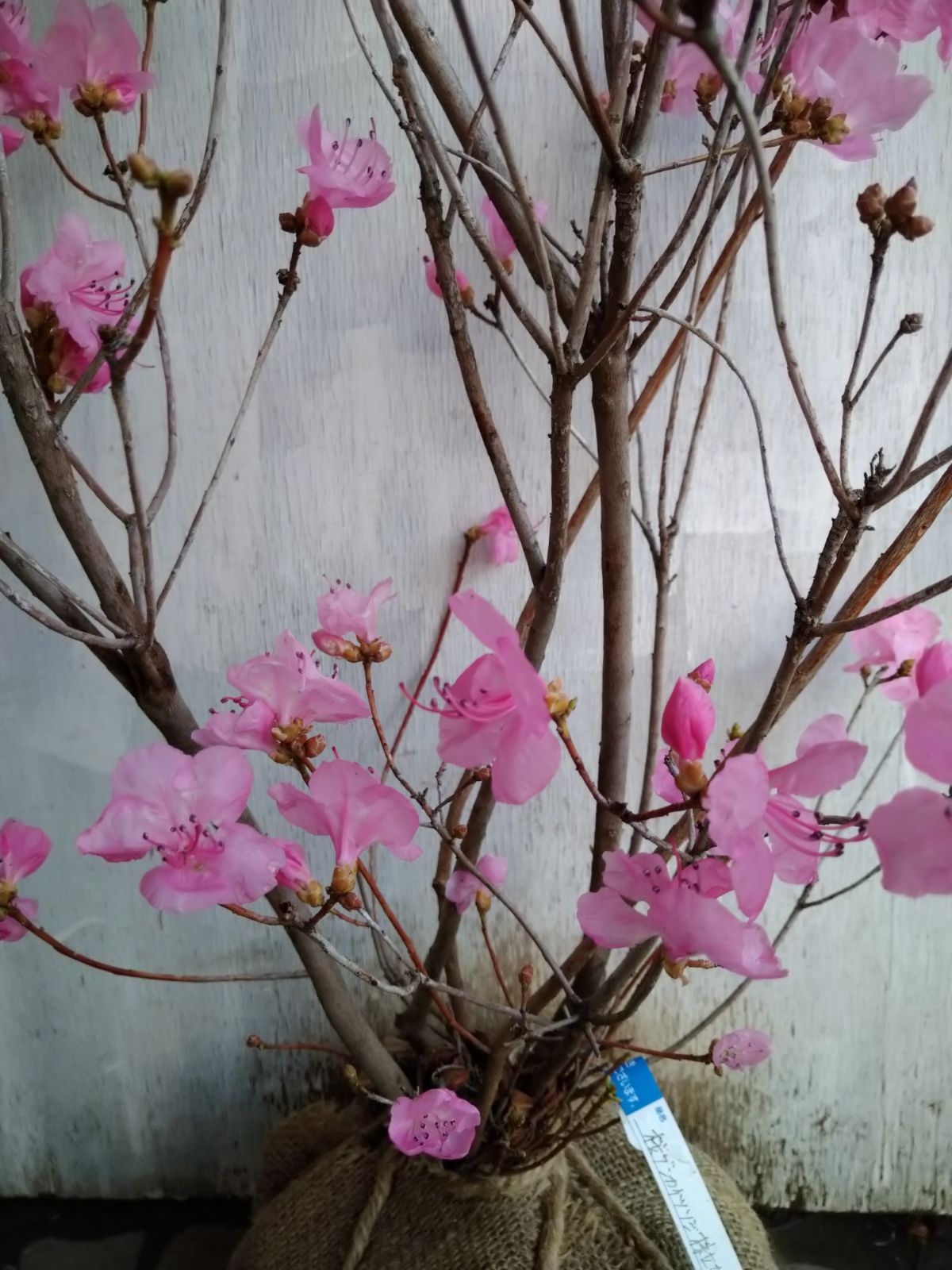厳選桜ゲンカイツツジ株立ち