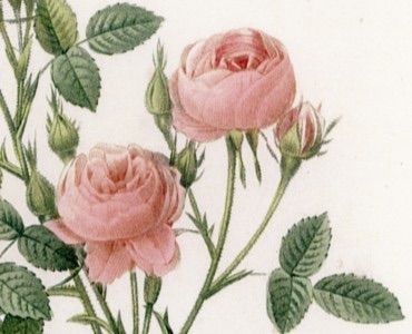 ルドゥーテ絵 ボタニカルアート ルドゥーテ バラ 植物画 額装 PJR-23