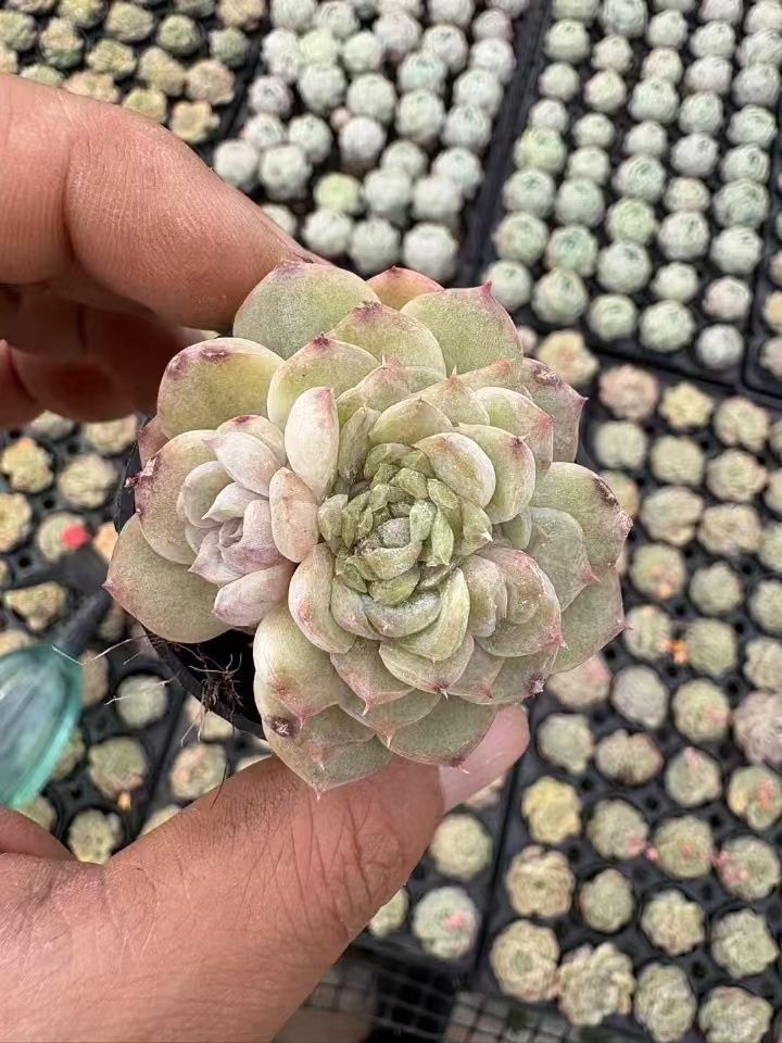 抜き苗 ビンビン XJB425×50株 ふっくら 多肉植物 エケベリア サボテン