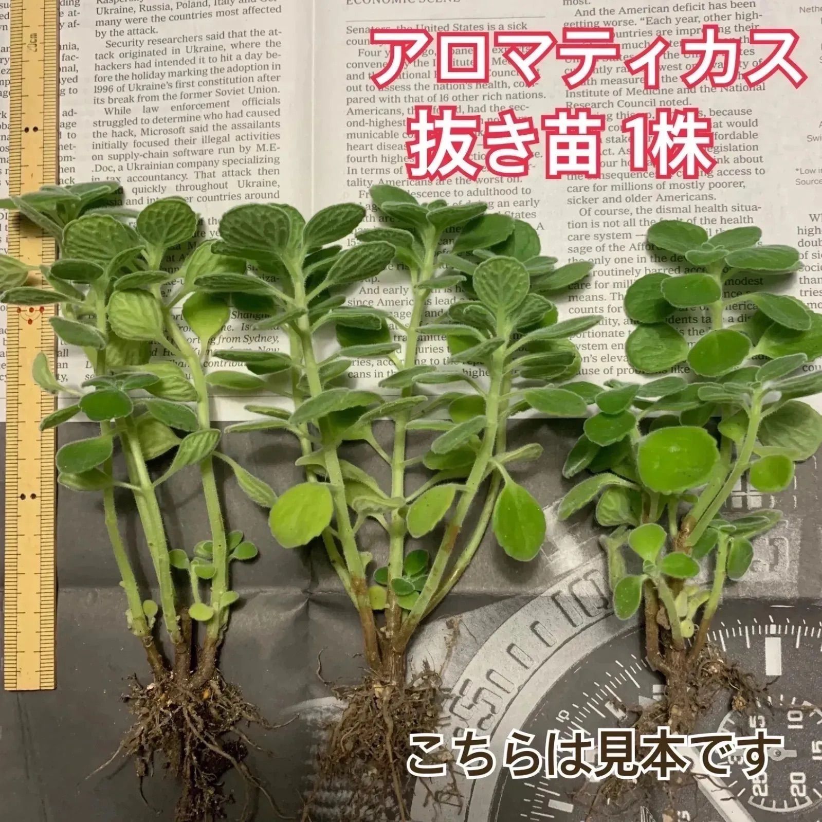 最適な材料 多肉植物 アロマティカス 抜き苗 zppsu.edu.ph