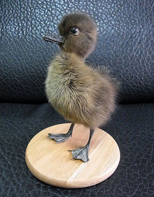 ダチョウの雛の剥製 【公式通販】