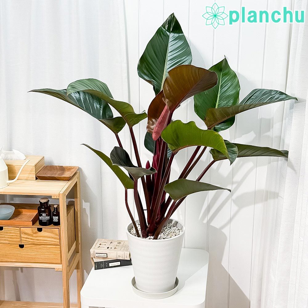 レイズドベッド90cm×90cm （2個セット）樹脂製ライトブラウン立ち上げ