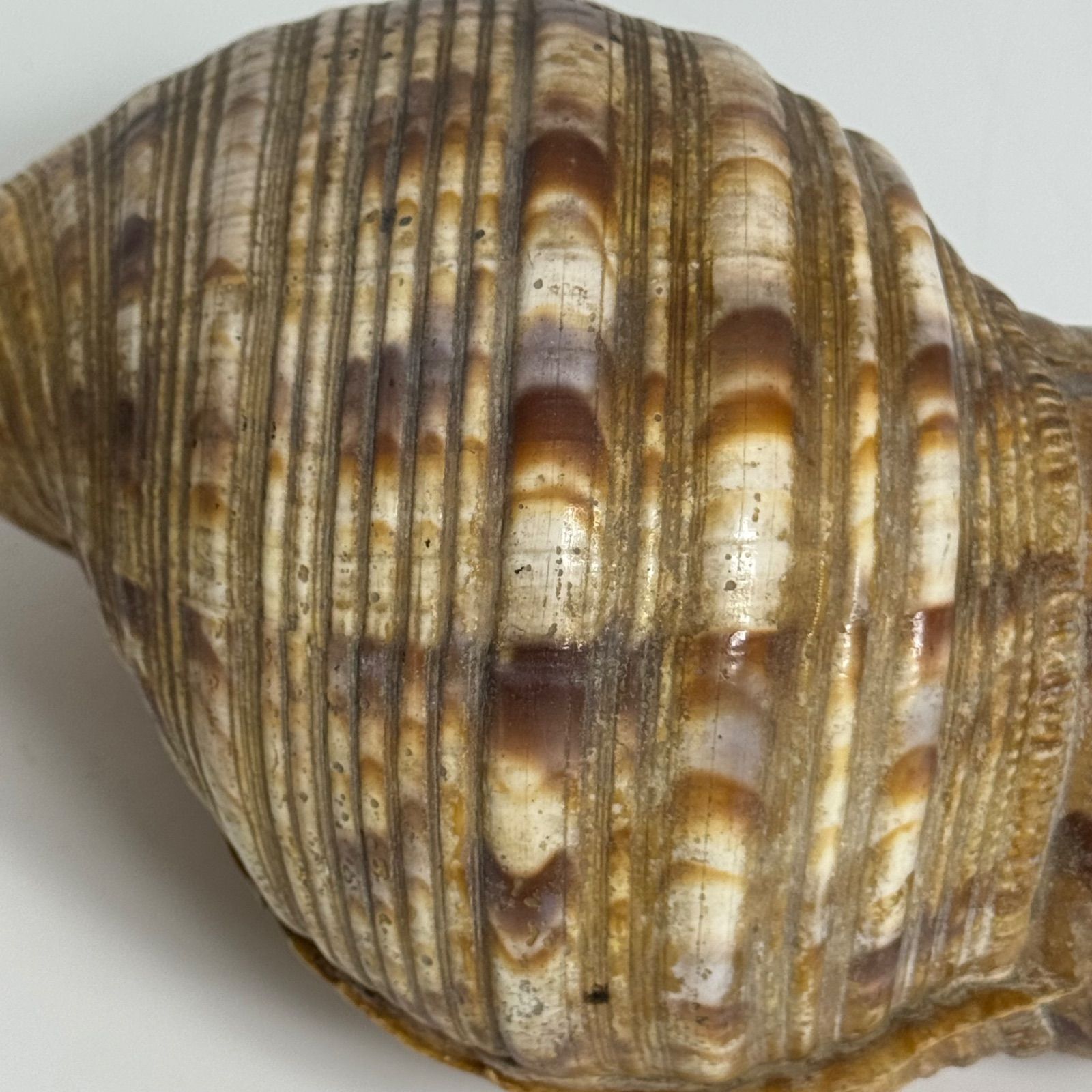 吹奏楽器 約40cm