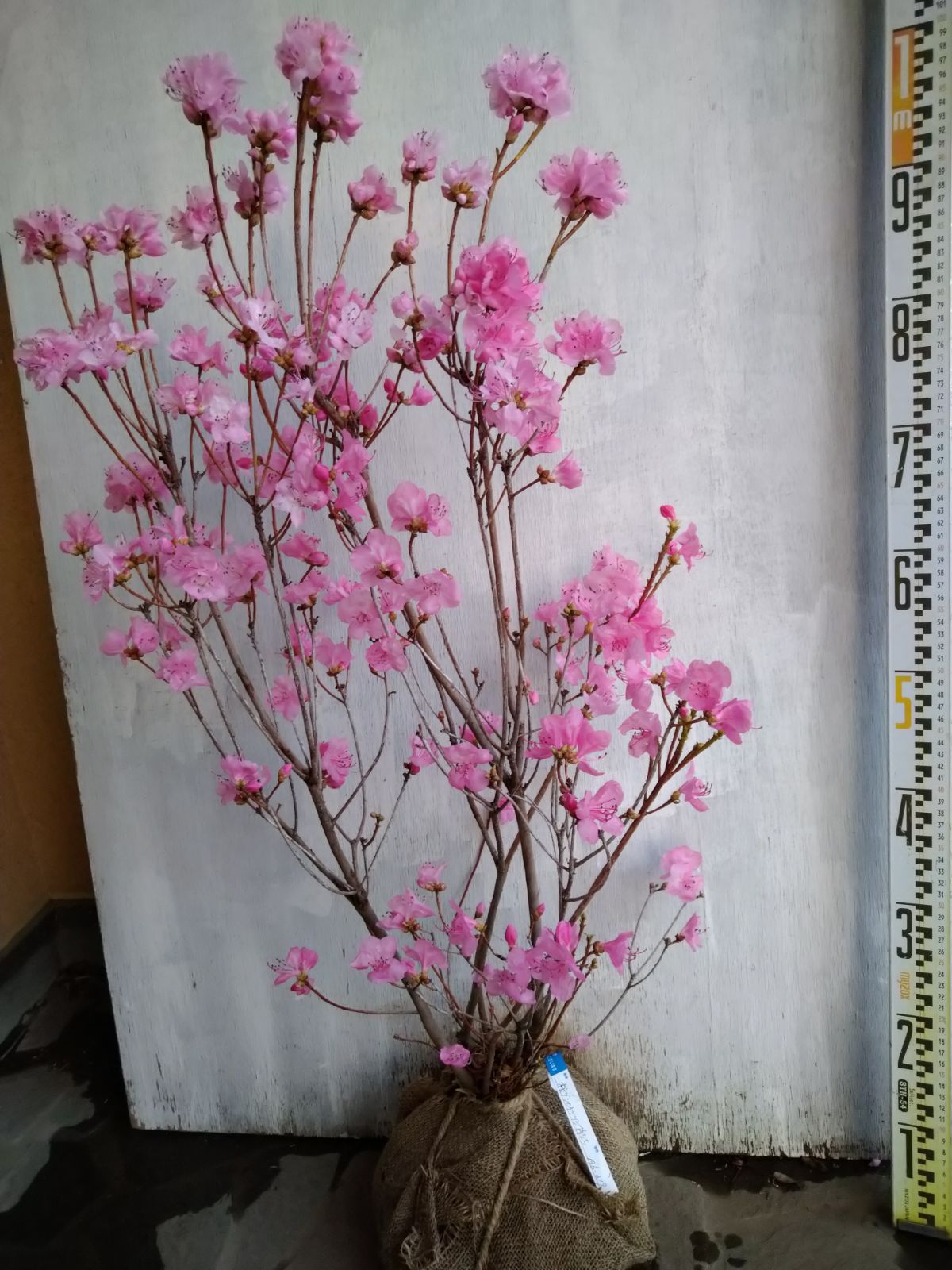 厳選桜ゲンカイツツジ株立ち