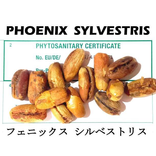 3月入荷 100粒 ナツメヤシ シルバーデーツパーム シルベストリス 種子