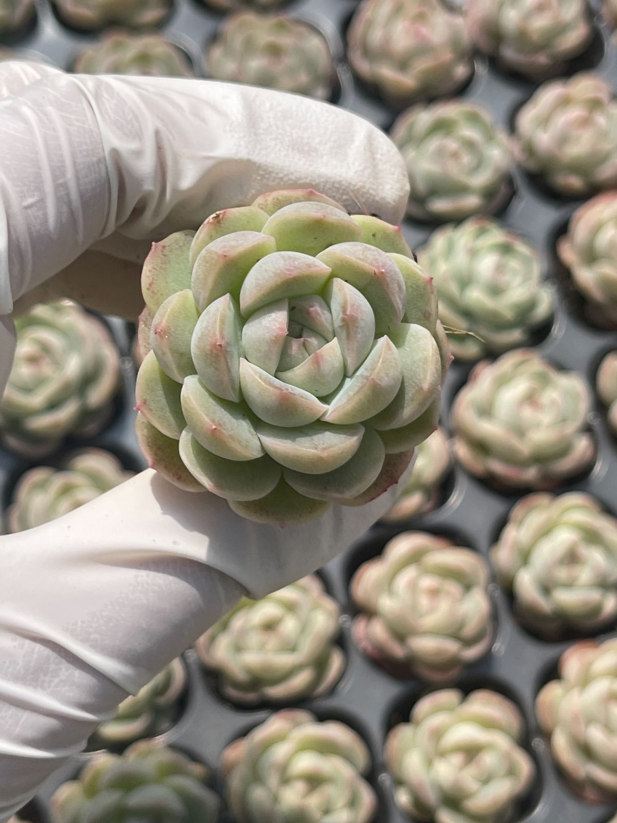 128株 S134-4 多肉植物 エケベリア 白い恋 超美苗 サボテン 観葉植物