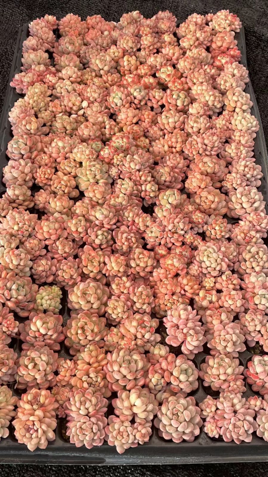 多肉植物 エケベリア