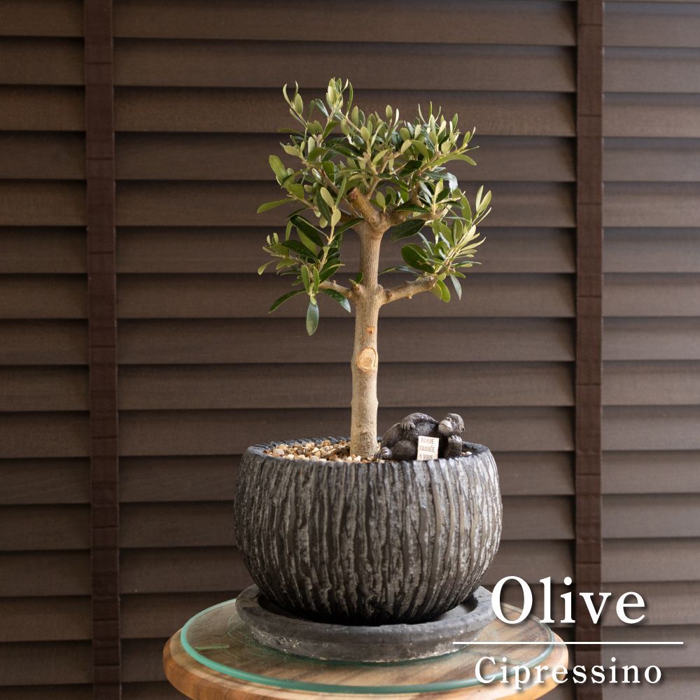 j オリーブの木　シプレッシーノ Olive オリーブの木 Cipressino シプレッシーノ 7号 盆栽