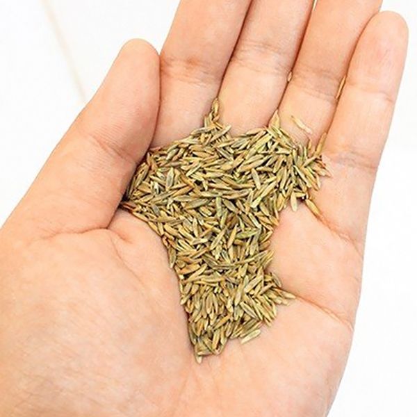 カネコ種苗 西洋芝のタネ J.ガーデングラス な16袋セット 約240平方m