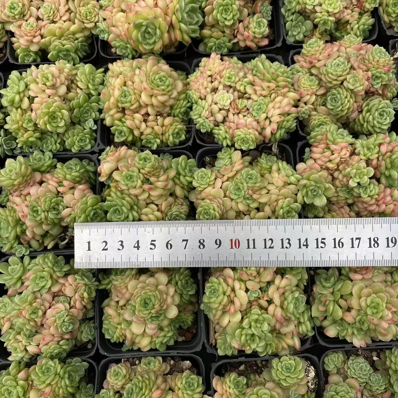 エケベリア 韓国苗