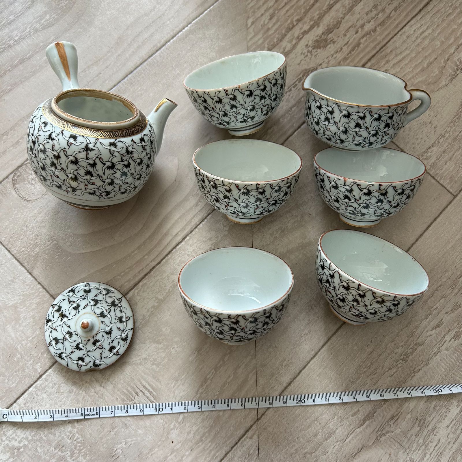 超厳選チビグラキリス[安心発根済] 発根済】グラキリス 超チビグラ