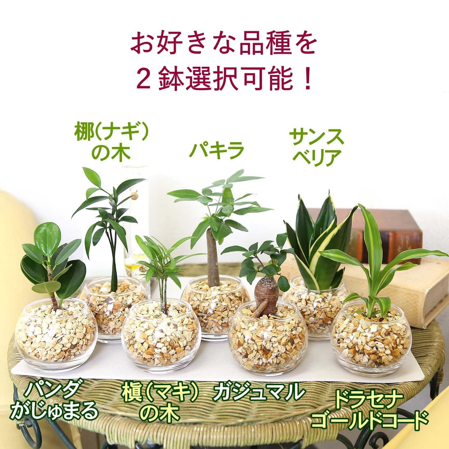 パキラとガジュマルの木