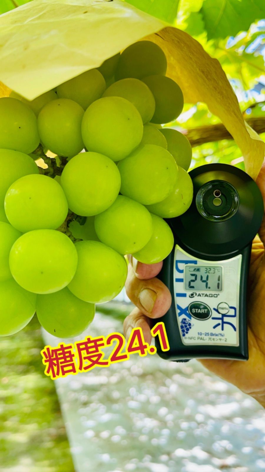 岡山県シャインマスカト農林大臣賞無農薬2kg大粒粒だけ秀品1粒つづ厳選