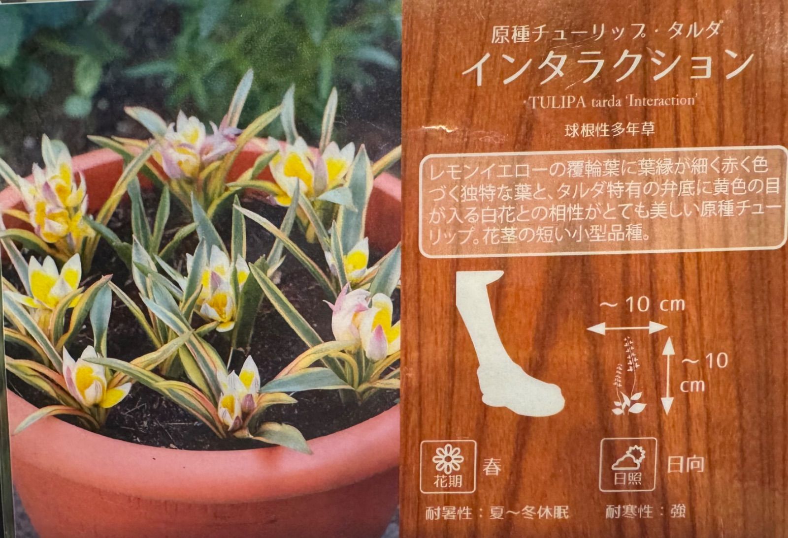 チューリップ（原種系）：タルダ インタラクション5球入り(S) の