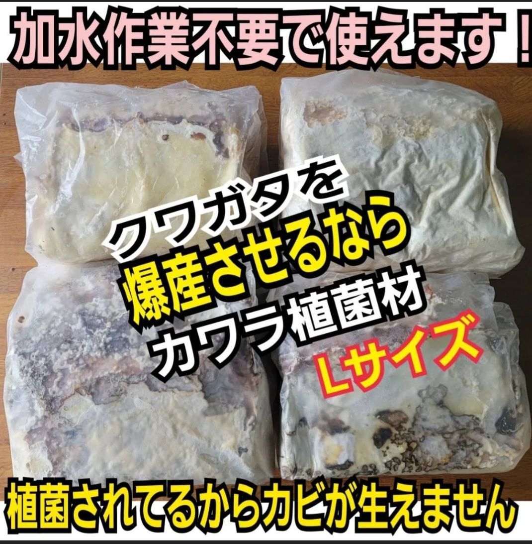昆虫用品 4本セット！最強のクワガタ産卵木 特大サイズで爆産！植菌