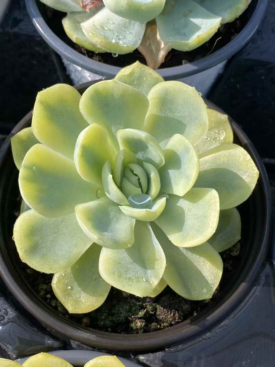 盆栽鉢 中国鉢 清鉢 時代鉢 大鉢植木鉢 睡蓮 花図 木瓜形 盆栽鉢 中国鉢 清鉢 時代鉢 大鉢植木鉢 睡蓮 花図 木瓜形